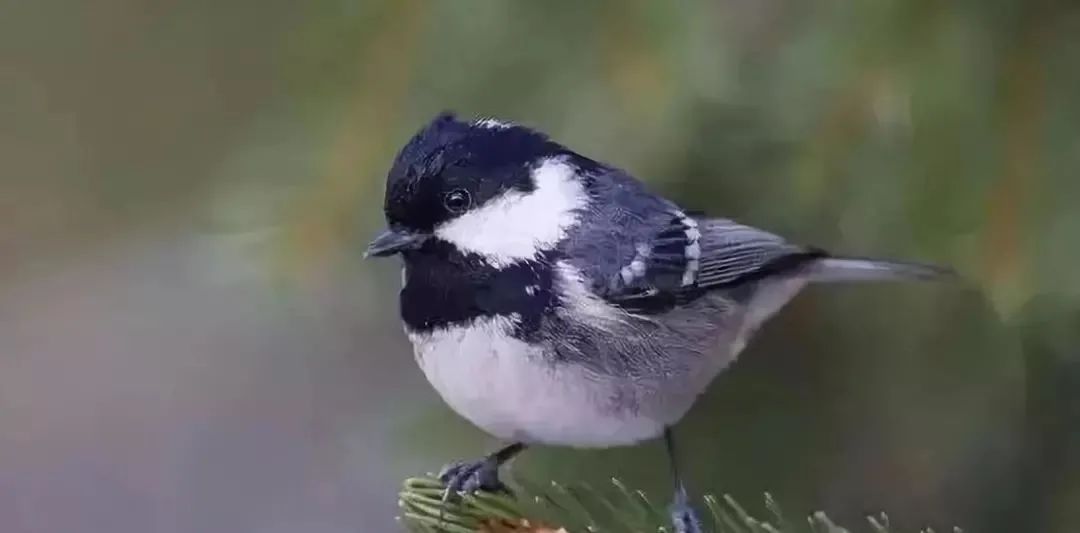 怎么养贝子？（养贝子的心得体会与经验）