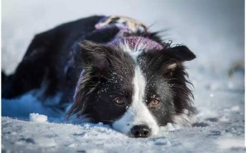 冬季如何给边境牧羊犬保暖？