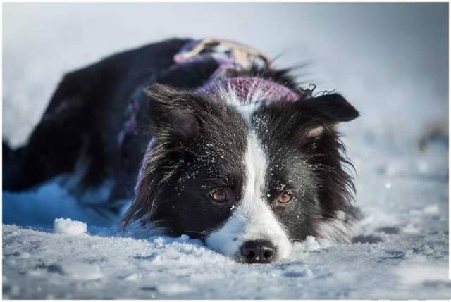 冬季如何给边境牧羊犬保暖？