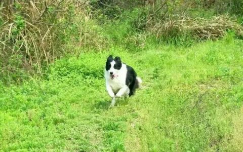 边境牧羊犬需要定期驱虫吗？