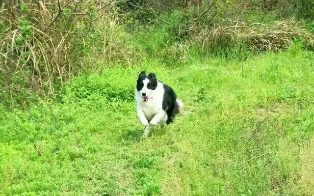 边境牧羊犬需要定期驱虫吗？