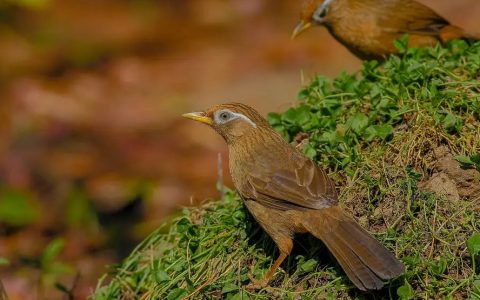 怎么预防画眉鸟生“螨虫”？（画眉鸟生螨的预防措施和注意事项）