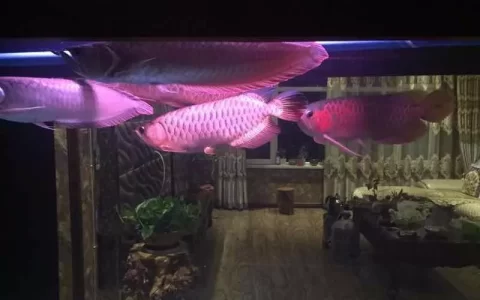 寄生虫对龙鱼影响大，如何预防寄生虫对龙鱼的影响？