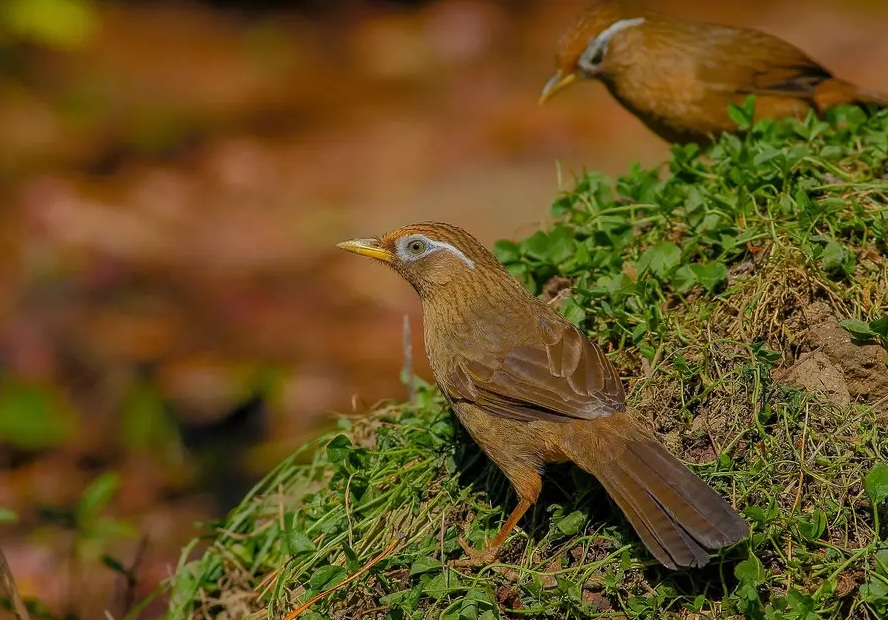 怎么预防画眉鸟生“螨虫”？（画眉鸟生螨的预防措施和注意事项）