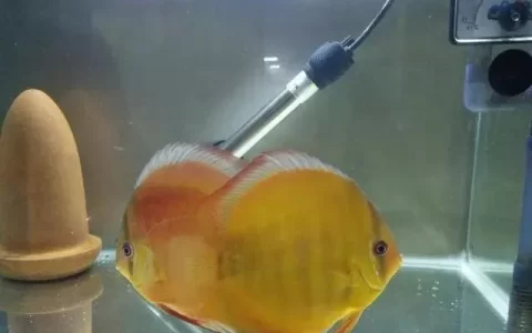 如果鱼沉在缸底不爱动是什么原因？该怎么办？