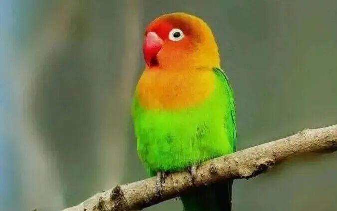 牡丹鹦鹉从属类区分的9个品种，你养过几种？