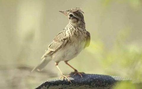 如何挑选百灵鸟？（想养百灵鸟的选鸟窍门）