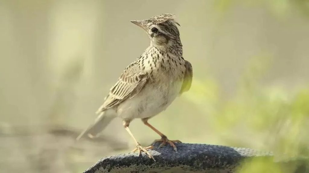 如何挑选百灵鸟？（想养百灵鸟的选鸟窍门）