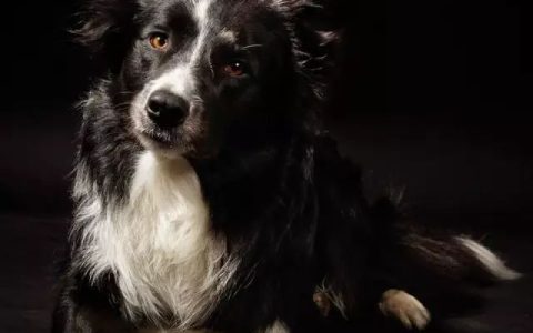 边境牧羊犬害怕看病怎么办？（边境牧羊犬怎么看病？）