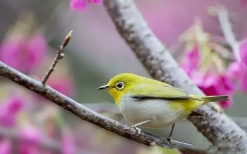 绣眼鸟仰头、走底、趴笼丝怎么办？如何纠正？