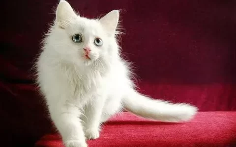 猫咪能不能吃猫草？（猫咪吃猫草会有什么好处？）