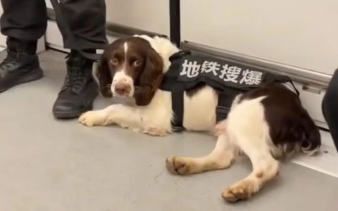 我国目前在变的七大警犬品种有哪些？