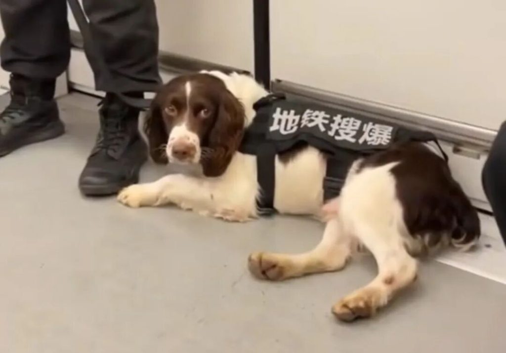 我国目前在变的七大警犬品种有哪些？