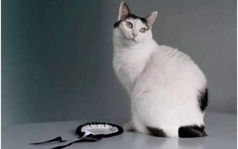 猫咪品种介绍：日本短尾猫特征介绍及品种历史
