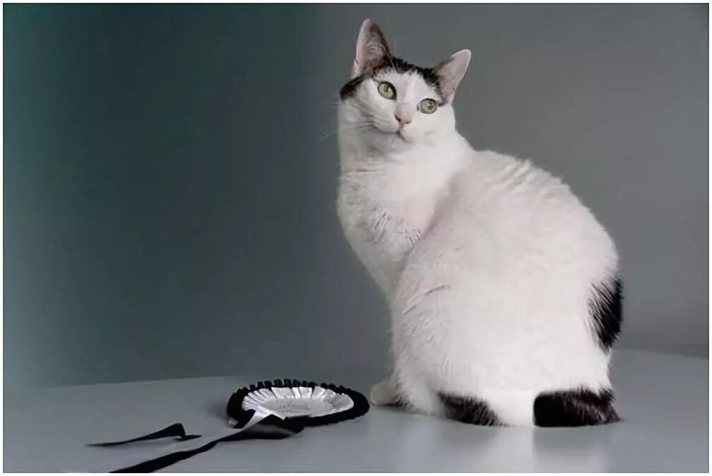 猫咪品种介绍：日本短尾猫特征介绍及品种历史