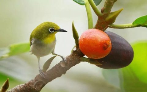 如何养好暗绿绣眼鸟？（养好暗绿绣眼鸟的24字口诀）