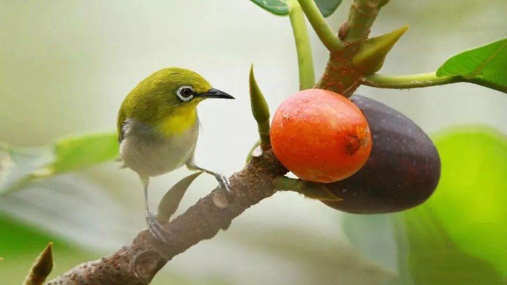 如何养好暗绿绣眼鸟？（养好暗绿绣眼鸟的24字口诀）