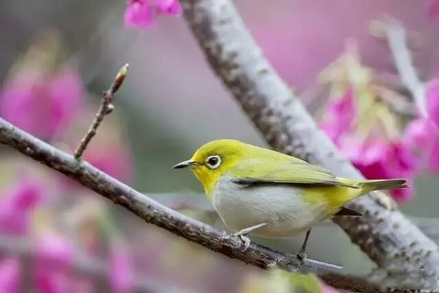 绣眼鸟仰头、走底、趴笼丝怎么办？如何纠正？