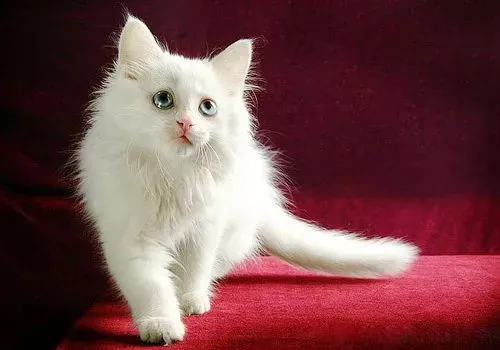 猫咪能不能吃猫草？（猫咪吃猫草会有什么好处？）