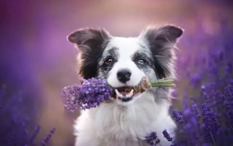 如何为边境牧羊犬挑选优质的狗粮？