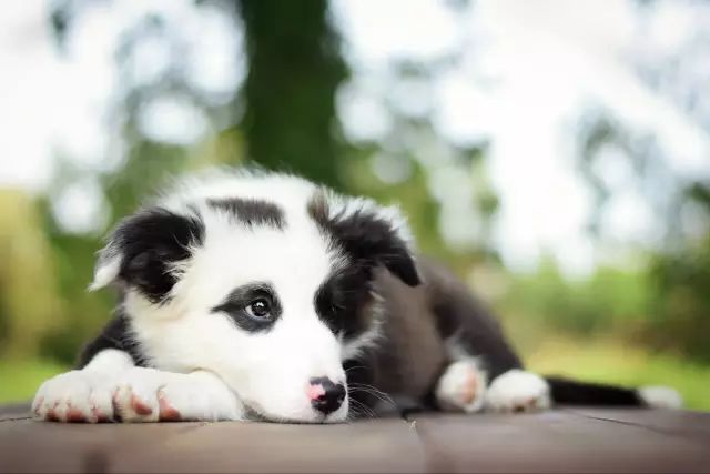 给边境牧羊犬剪指甲的注意事项