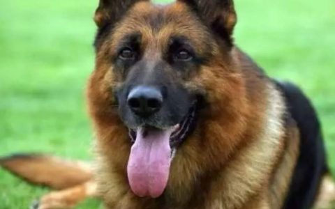 德国牧羊犬的优点和缺点都有哪些？