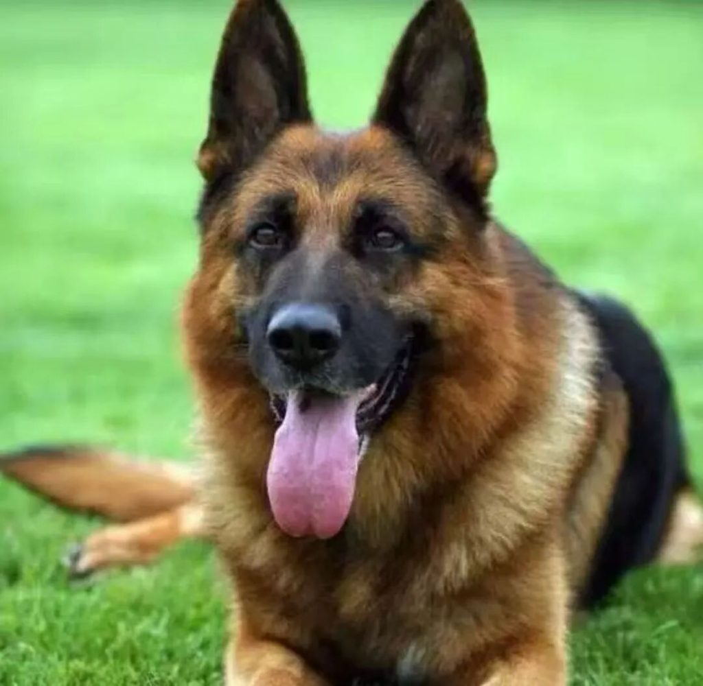 德国牧羊犬的优点和缺点都有哪些？