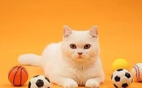 什么样的猫咪需要补钙？正常猫咪补钙有啥坏处？