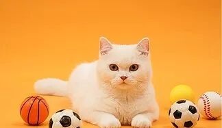 什么样的猫咪需要补钙？正常猫咪补钙有啥坏处？