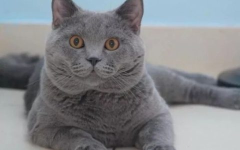 如何区分卡尔特猫和英国短毛猫？（卡尔特猫和英国短毛猫的区别）