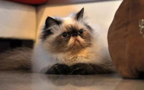喜马拉雅猫好养吗？喜马拉雅猫怎么养?