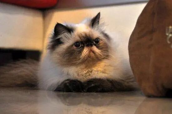 老年喜马拉雅猫的饲养管理？（喜马拉雅猫老了怎么养？）