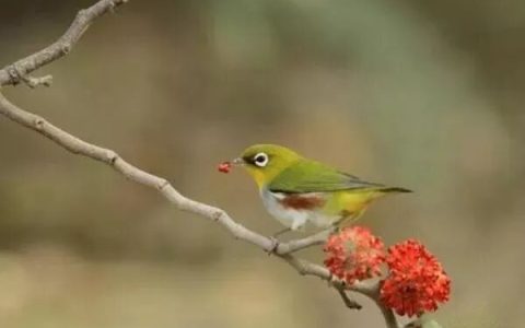 绣眼鸟水便怎么办？（茶叶水真的能治疗绣眼鸟水便吗？）