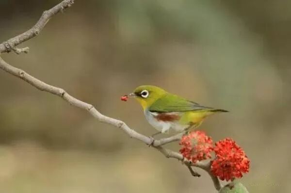 绣眼鸟水便怎么办？（茶叶水真的能治疗绣眼鸟水便吗？）