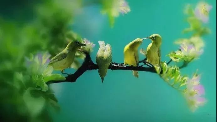 绣眼鸟如何择优汰弱?(绣眼鸟如何选择更好的?)