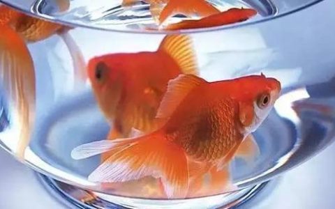 长期使用加氧泵对观赏鱼有什么影响？