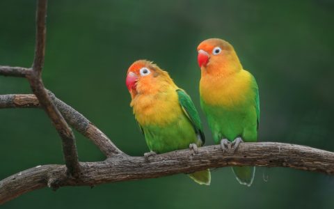 鹦鹉的羽毛该怎么护理？（鹦鹉羽毛的护理方案）