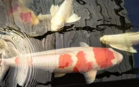 热带鱼身上长白毛该怎么办？（如何处理热带鱼身上的白毛？）