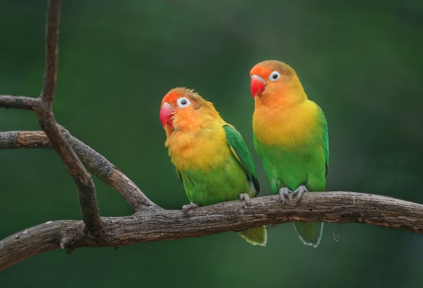 鹦鹉的羽毛该怎么护理？（鹦鹉羽毛的护理方案）