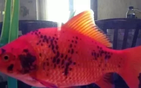 金鱼身上长黑斑是怎么回事？金鱼为什么会变黑？