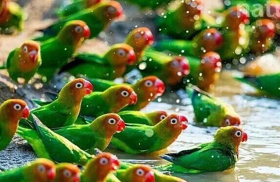 牡丹鹦鹉从属类区分的9个品种，你养过几种？