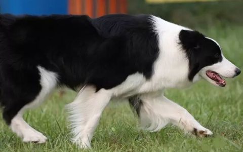 如何才能让边境牧羊犬健康长寿？