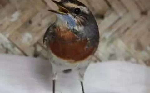 如何减少爱鸟“颤”病的发生？（爱鸟“颤”病的原因）