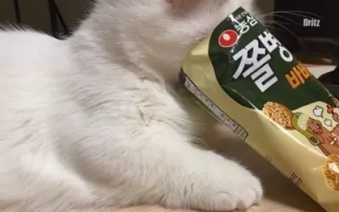 如何给猫咪选猫咪罐头？（给猫咪选罐头功率）