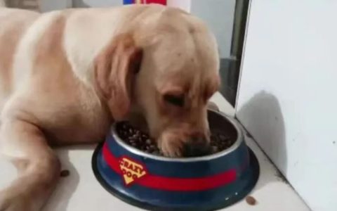 狗狗挑食不爱吃饭该如何纠正？