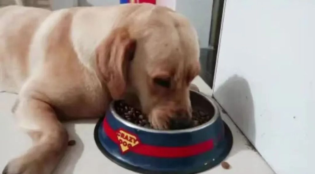 狗狗挑食不爱吃饭该如何纠正？