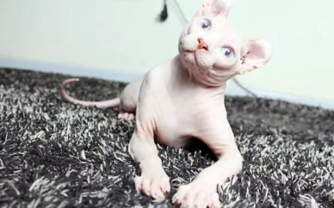 智商排名前十的猫咪，快来看看你家的猫上榜了吗？