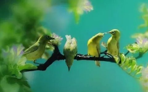 绣眼鸟如何择优汰弱？（绣眼鸟如何选择更好的？）