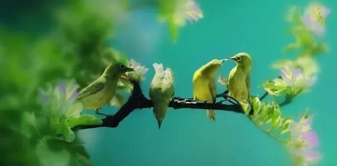 绣眼鸟如何择优汰弱?(绣眼鸟如何选择更好的?)