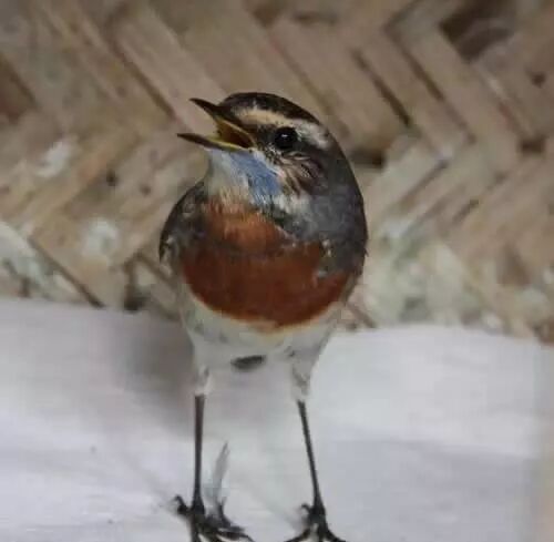 如何减少爱鸟“颤”病的发生？（爱鸟“颤”病的原因）